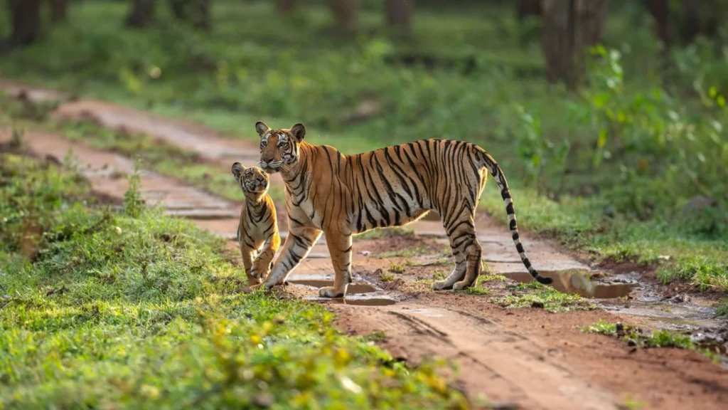 verdant-haven-kabini-1536×864